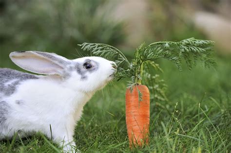 Can rabbits actually eat carrots, like they do in all those cartoons? While it may seem like a no-brainer, the truth behind this innocent question might surprise you. Rabbits, these cute little herbivores, have specific dietary requirements that go beyond munching on Bugs Bunny's favorite orange snack. So, join us on a journey as we …